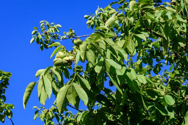 Cost of Walnut Tree Removal in Salisbury