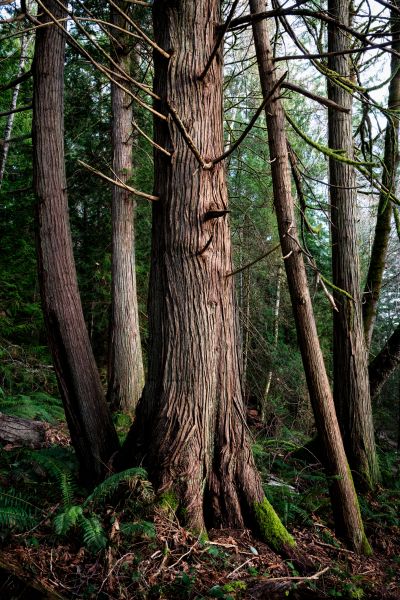 Cost of Cedar Tree Removal in Salisbury