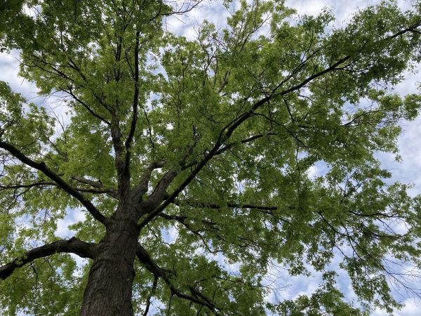 Cost of Oak Tree Removal in Salisbury