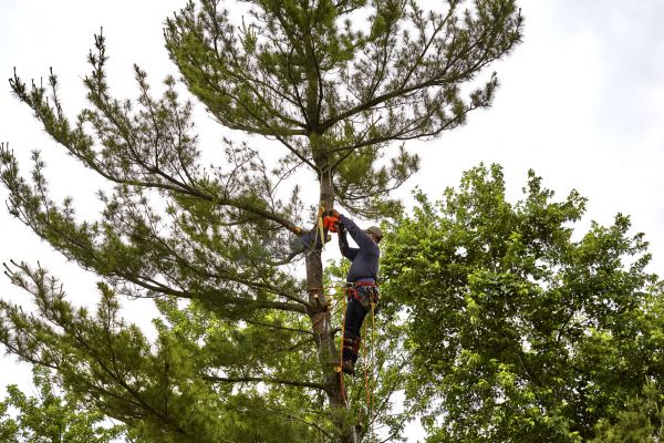 Cost of Pine Tree Removal in Salisbury