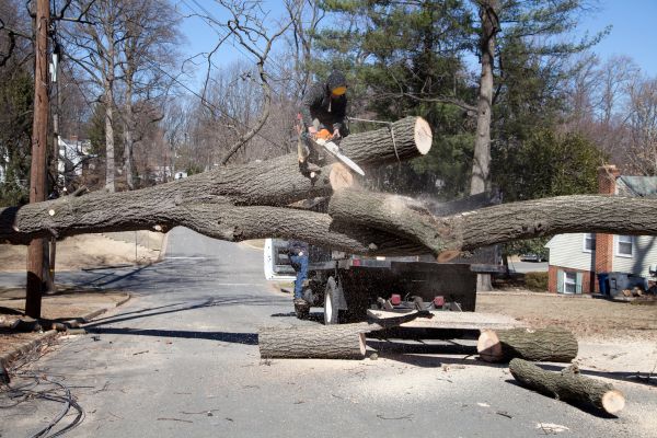 Cost of Residential Tree Removal in Salisbury