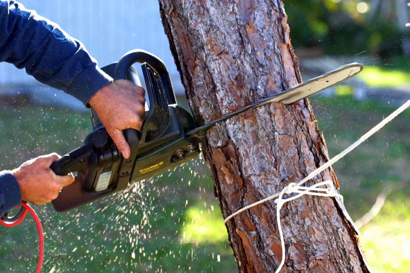 Cypress Tree Removal