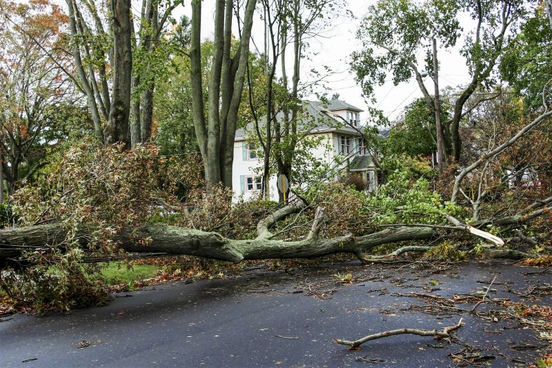 Storm Damage Tree Removal
