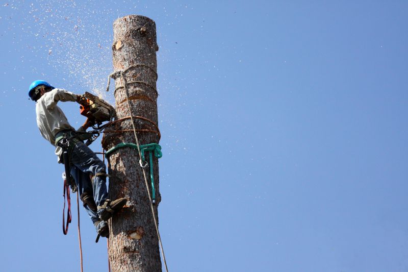 Dangerous Tree Removal