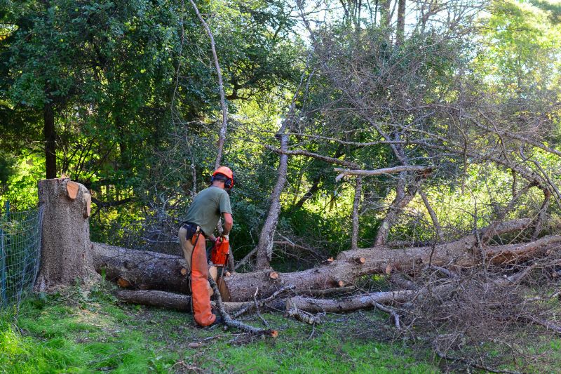 Urban Tree Removal