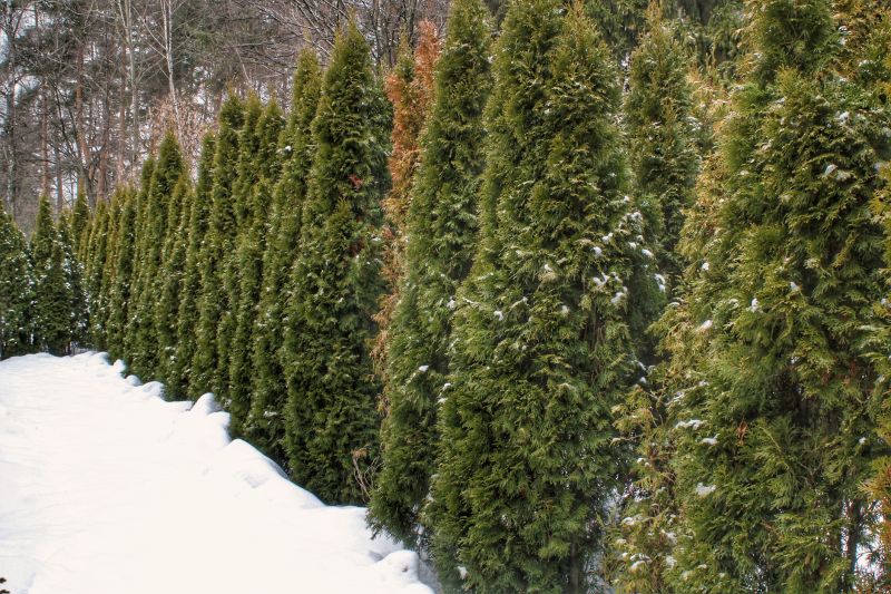 Winter Tree Removal