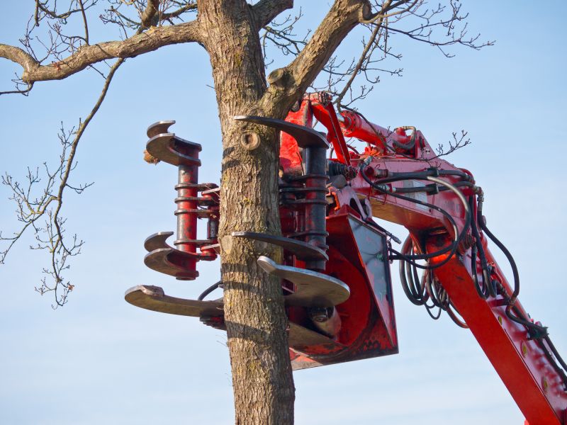 Spring Tree Cutting