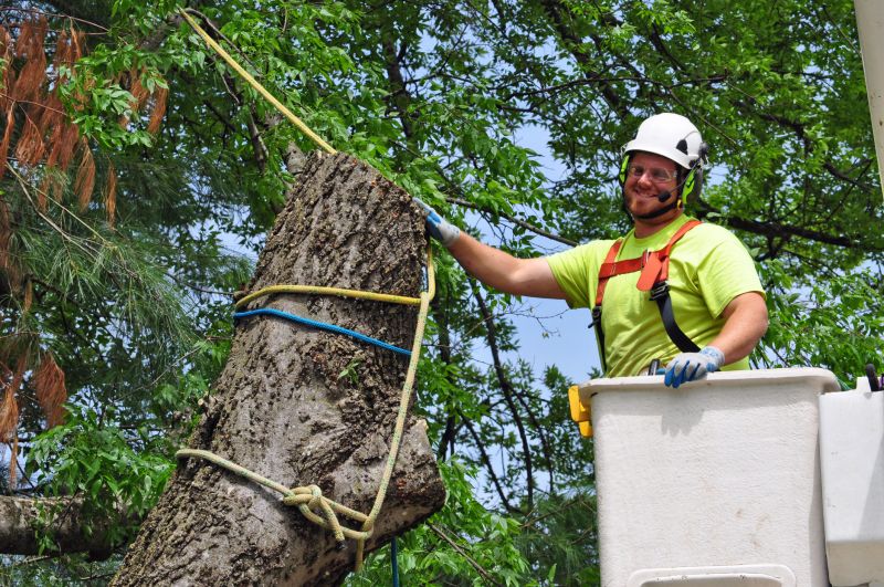 Safety in Tree Removal