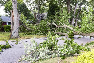 Who Does Tree Removals