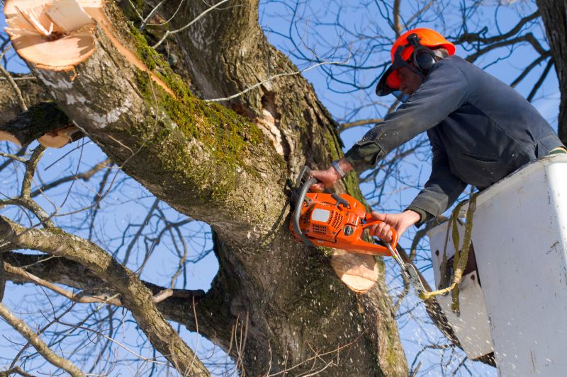 Who Does Tree Removals