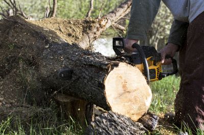 Who Does Tree Removals